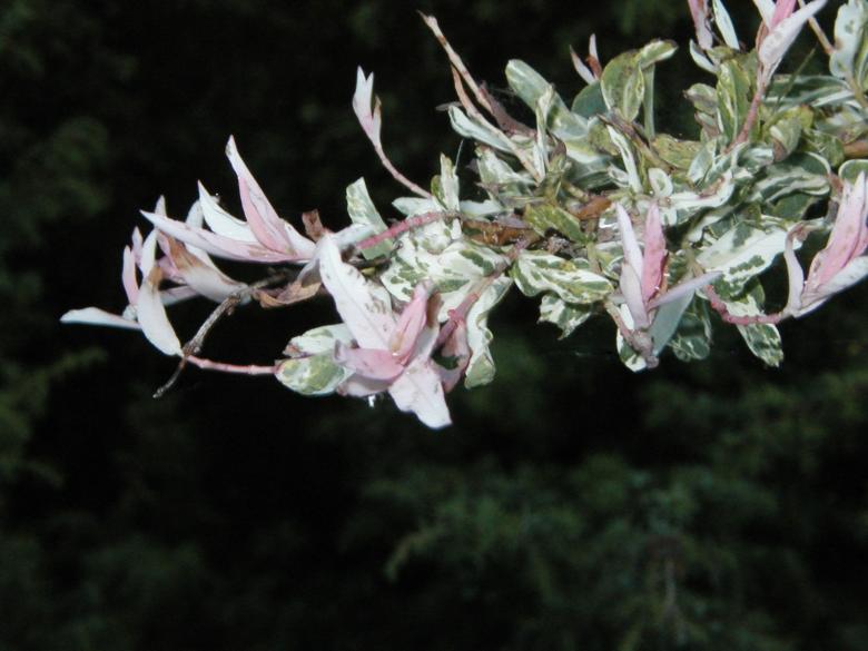 Free stock image of Blooming tree branch created by Bjorgvin