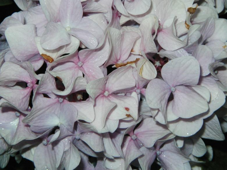 Free stock image of Dying flower created by Bjorgvin