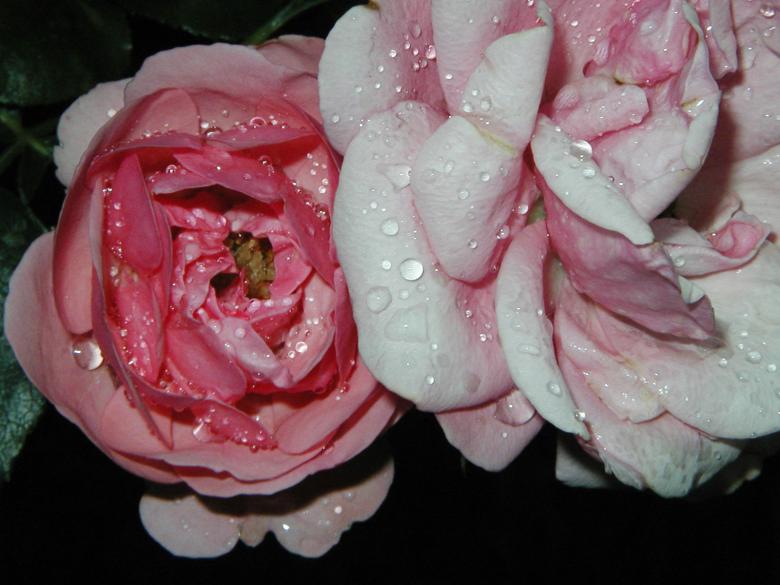 Free stock image of Dying flowers created by Bjorgvin