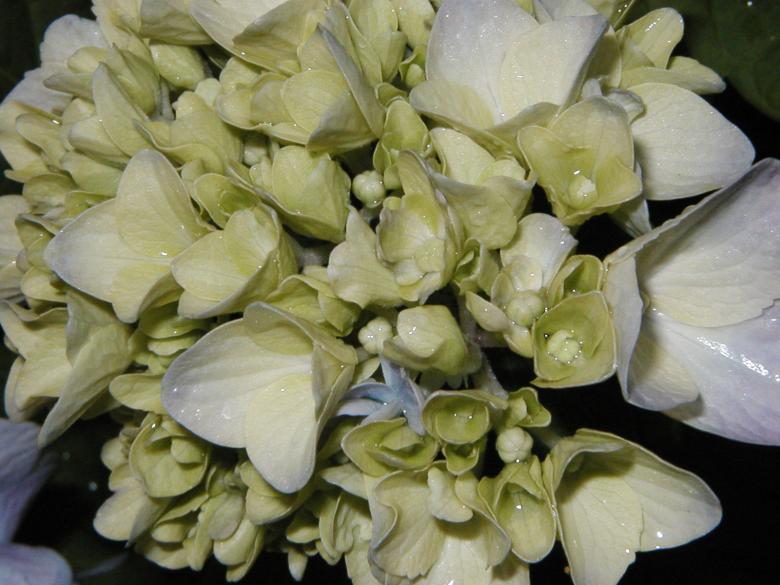 Free stock image of Dying flower created by Bjorgvin