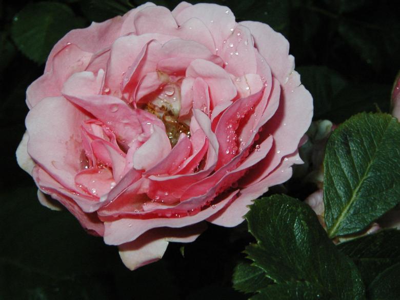 Free stock image of Dying flower created by Bjorgvin
