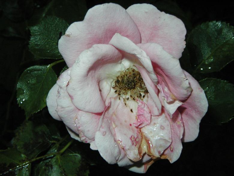 Free stock image of Dying flower created by Bjorgvin