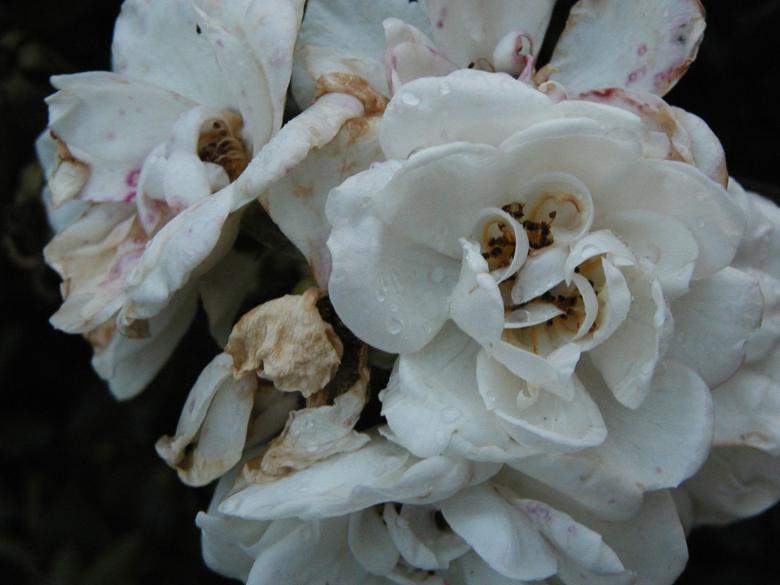 Free stock image of Dying flowers created by Bjorgvin