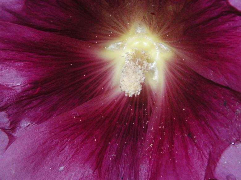 Free stock image of Pink flower created by Bjorgvin