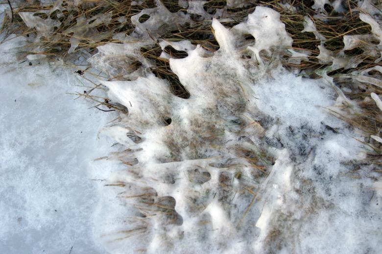 Free stock image of Frozen grass created by Héðinn