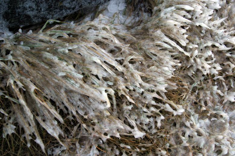 Free stock image of Frozen grass created by Héðinn