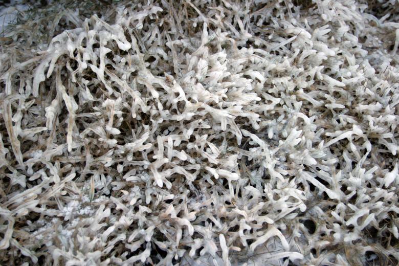 Free stock image of Frozen grass created by Héðinn
