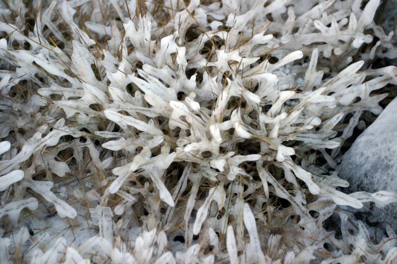 Free stock image of Frozen grass created by Héðinn