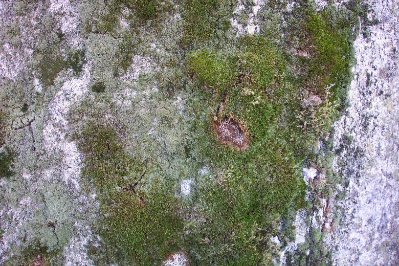 Free stock image of Rock texture created by Bjorgvin
