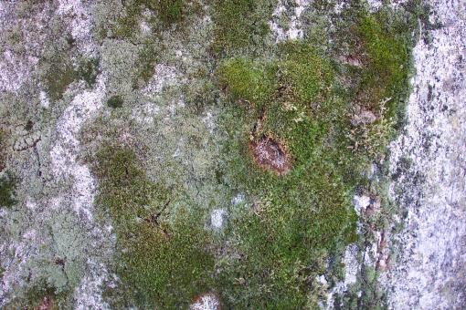 Free Stock Photo of Rock texture