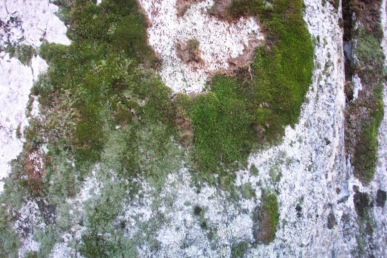 Free stock image of Rock texture created by Bjorgvin