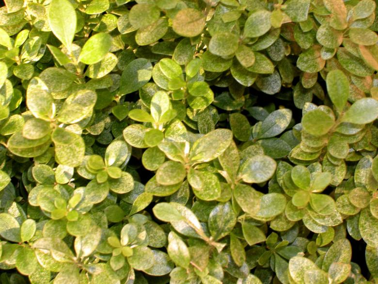 Free stock image of Green plant created by oliver ottner