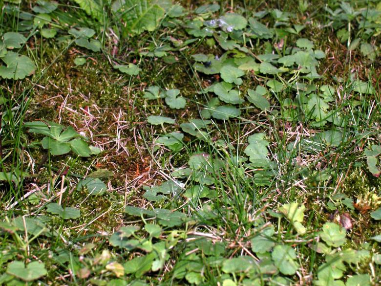 Free stock image of Grass and plants created by oliver ottner