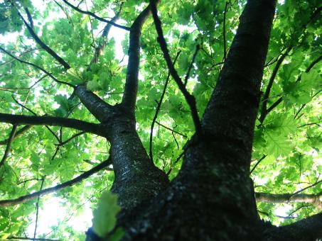 Tall tree - Free Stock Photo