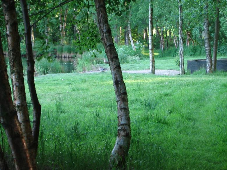 Free stock image of Green grass created by ozonegfx