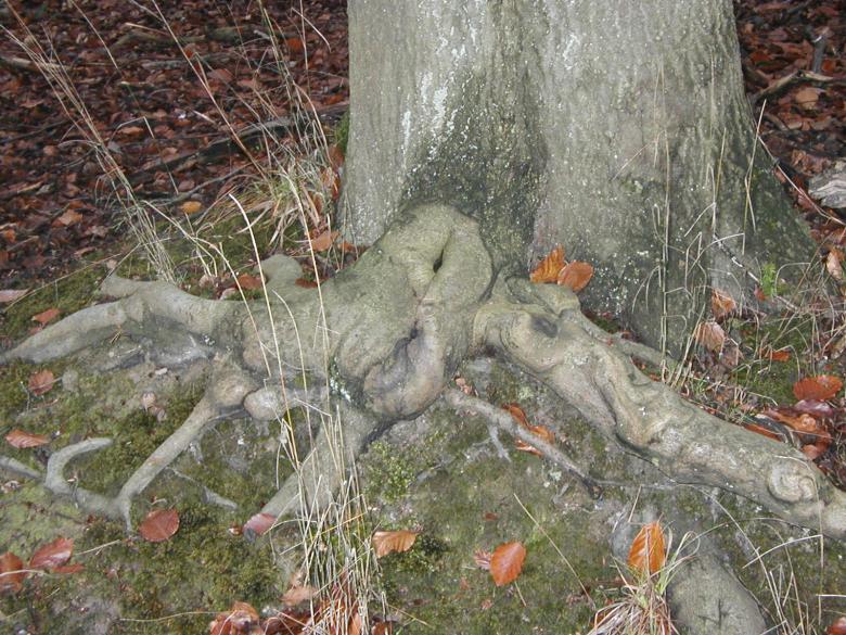Free stock image of Tree roots created by Bjorgvin