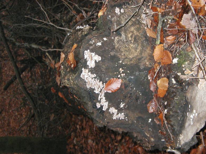 Free stock image of Tree stump created by Bjorgvin