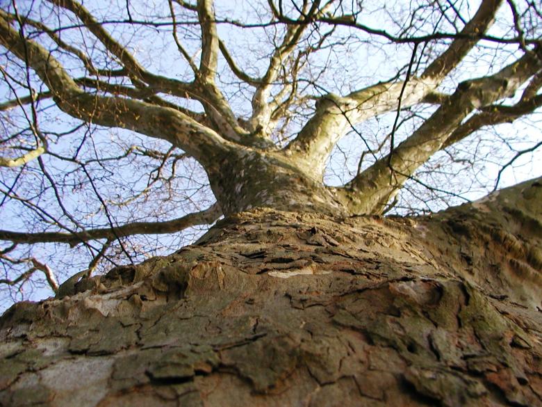 Free stock image of Bare tree created by sn4tch