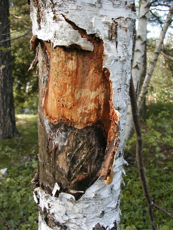 Free stock image of Tree bark created by Bjorgvin