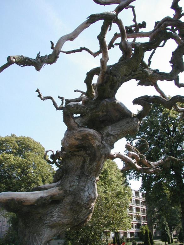 Free stock image of Abstract tree branches created by Bjorgvin