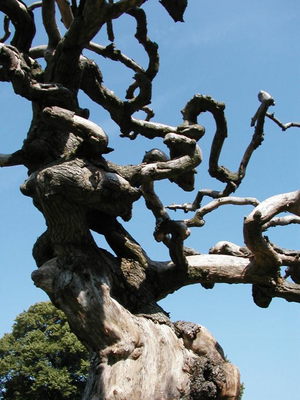 Free stock image of Abstract tree branches created by Bjorgvin
