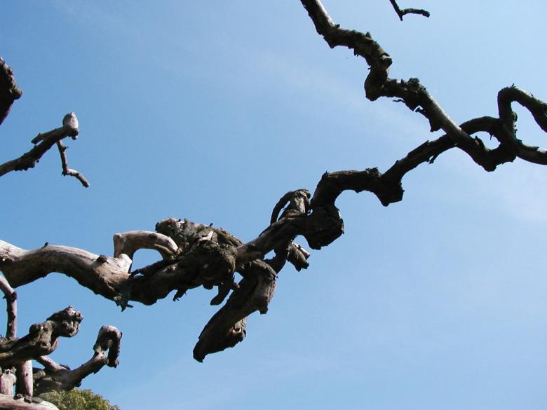 Free stock image of Abstract tree branches created by Bjorgvin