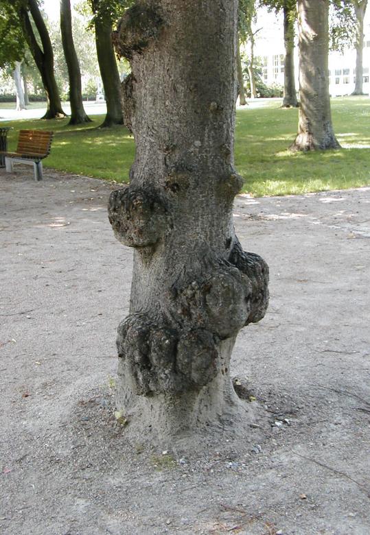 Free stock image of Tree created by Bjorgvin