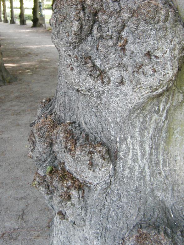 Free stock image of Tree bark created by Bjorgvin