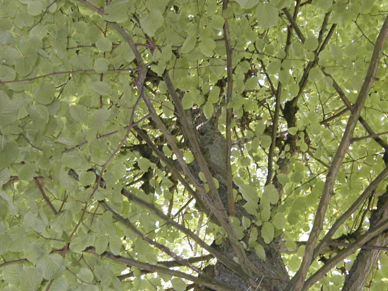 Free stock image of Tree created by Bjorgvin