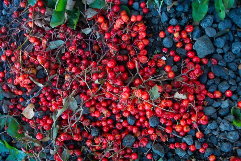 Free stock image of Red berries created by Héðinn
