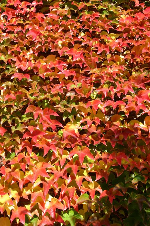 Free stock image of Leafs in fall colours created by Bjorgvin