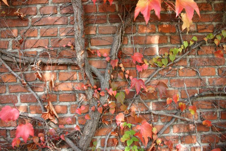 Free stock image of Plant on a brick wall created by Bjorgvin