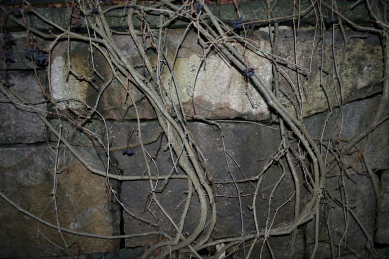 Free stock image of tree against a brick wall created by Bjorgvin
