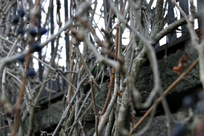 Free stock image of Branches created by Bjorgvin