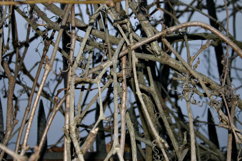 Free stock image of Branches created by Bjorgvin
