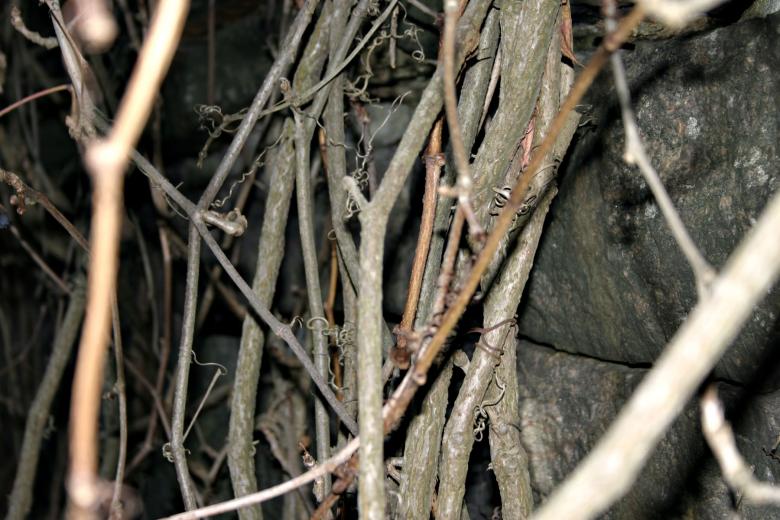 Free stock image of Branches created by Bjorgvin