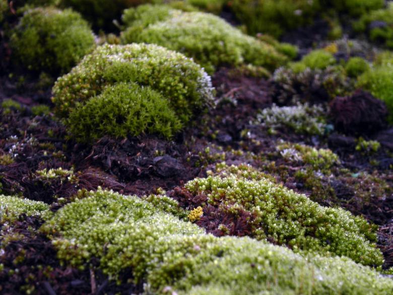 Free stock image of Green moss created by collin votrobeck