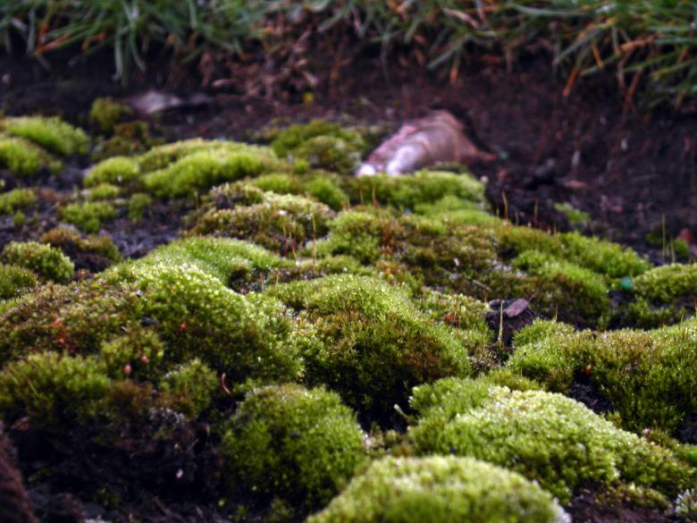 Free stock image of Green moss created by collin votrobeck