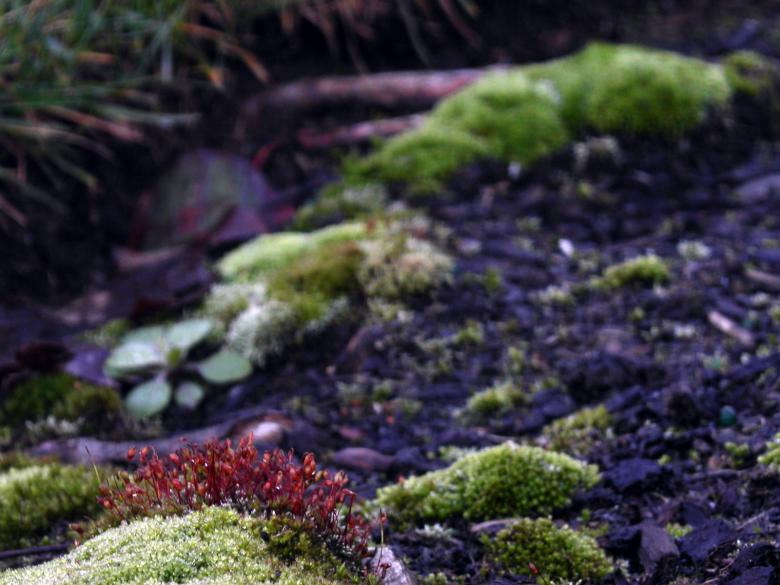 Free stock image of Green moss and red flowers created by collin votrobeck