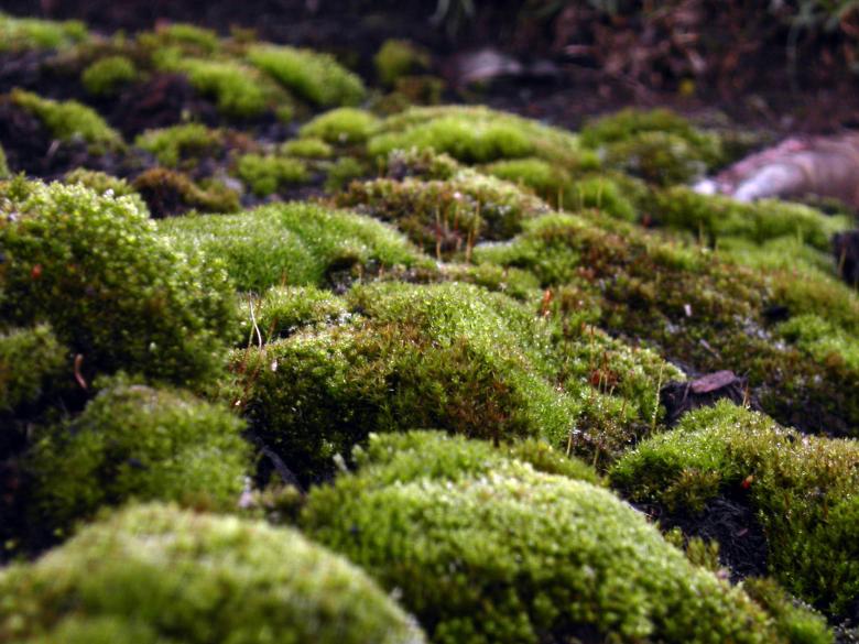 Free stock image of Green moss created by collin votrobeck