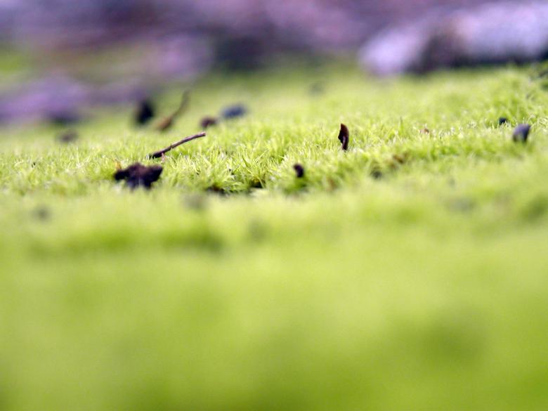 Free stock image of Green moss created by collin votrobeck