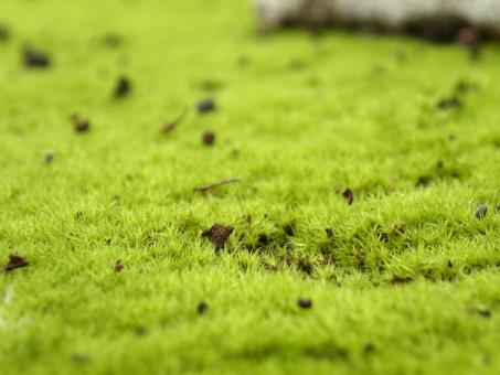 Green grass - Free Stock Photo