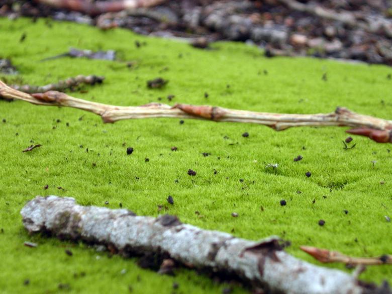 Free stock image of Green grass created by collin votrobeck