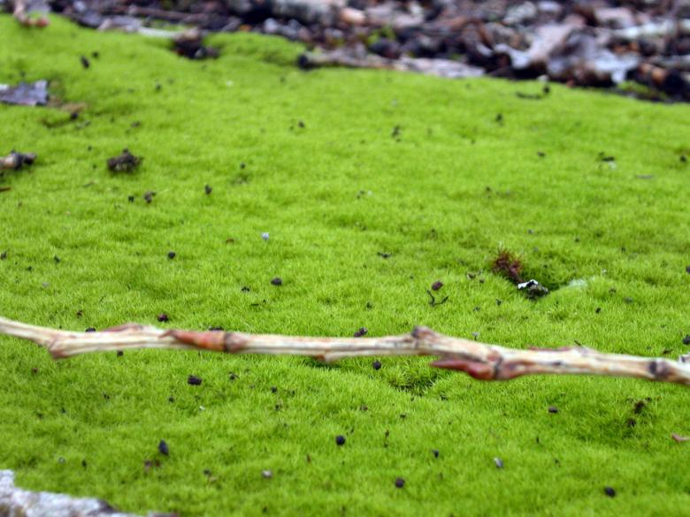Free stock image of Green grass created by collin votrobeck