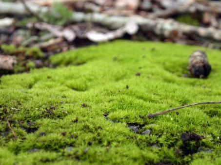 Green grass - Free Stock Photo