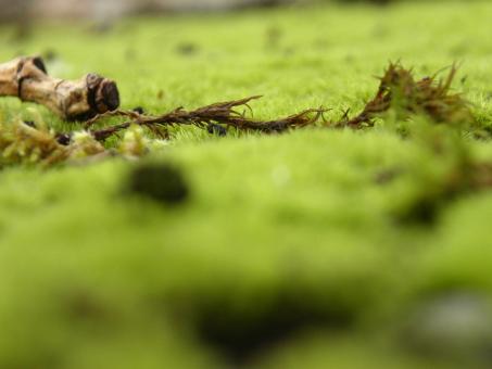 Green grass - Free Stock Photo