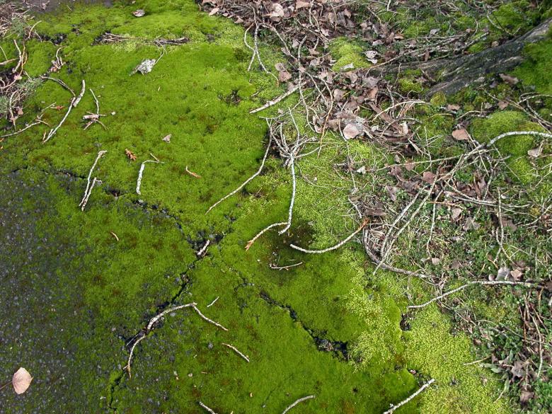 Free stock image of Green moss created by collin votrobeck