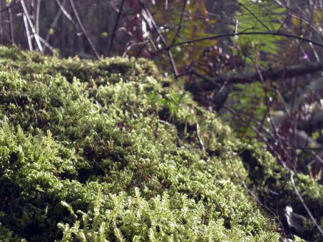 Moss and trees - Free Stock Photo