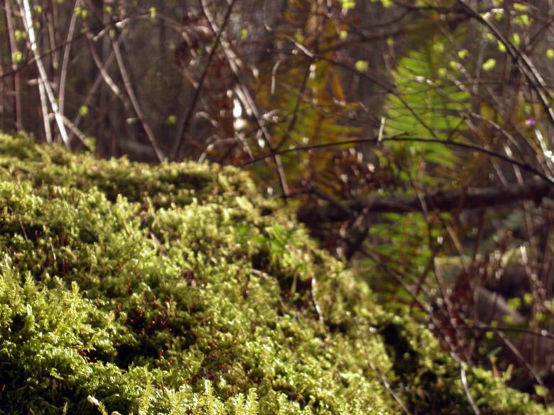 Free stock image of Moss and trees created by collin votrobeck