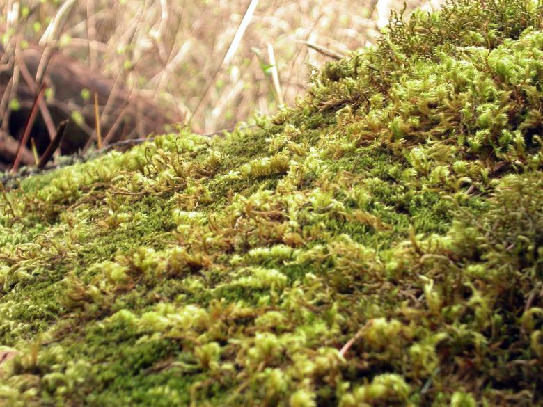 Free stock image of Moss created by collin votrobeck